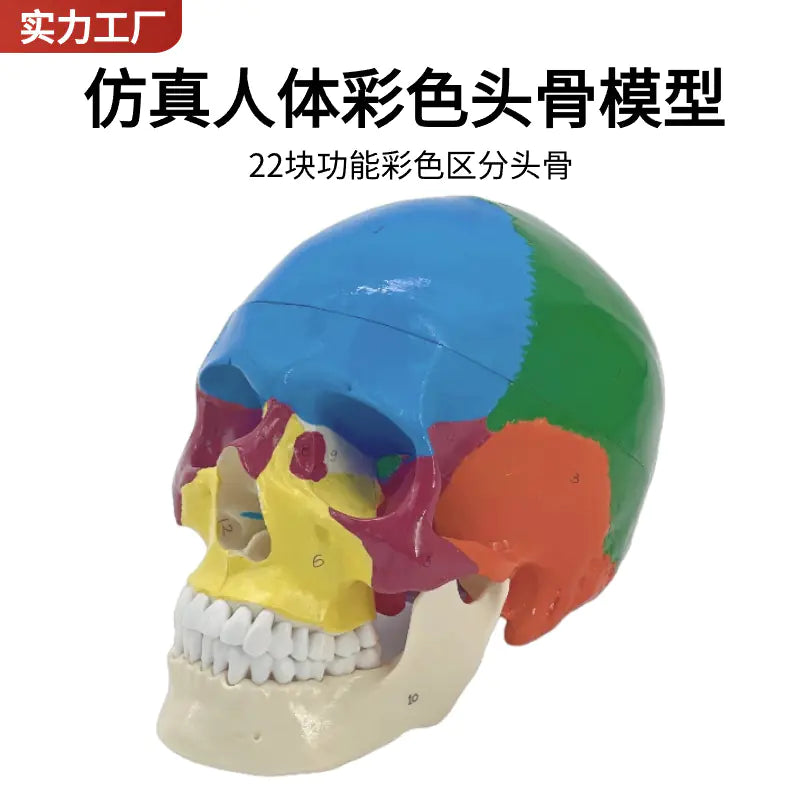 Colored Human Skull Model with 22 Distinct Regions