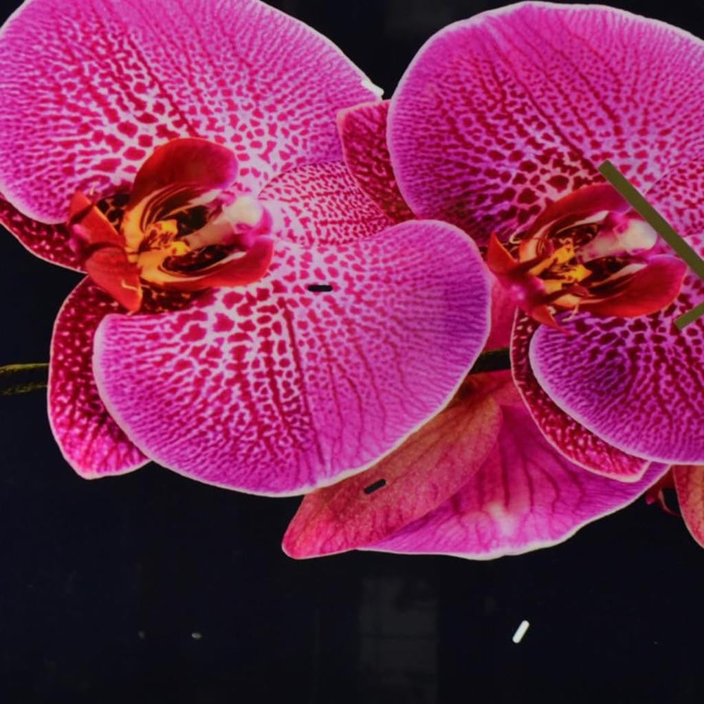 24" Pink Black And Gold Solid Wood and Acrylic Silent Orchids Floral Wall Clock-5