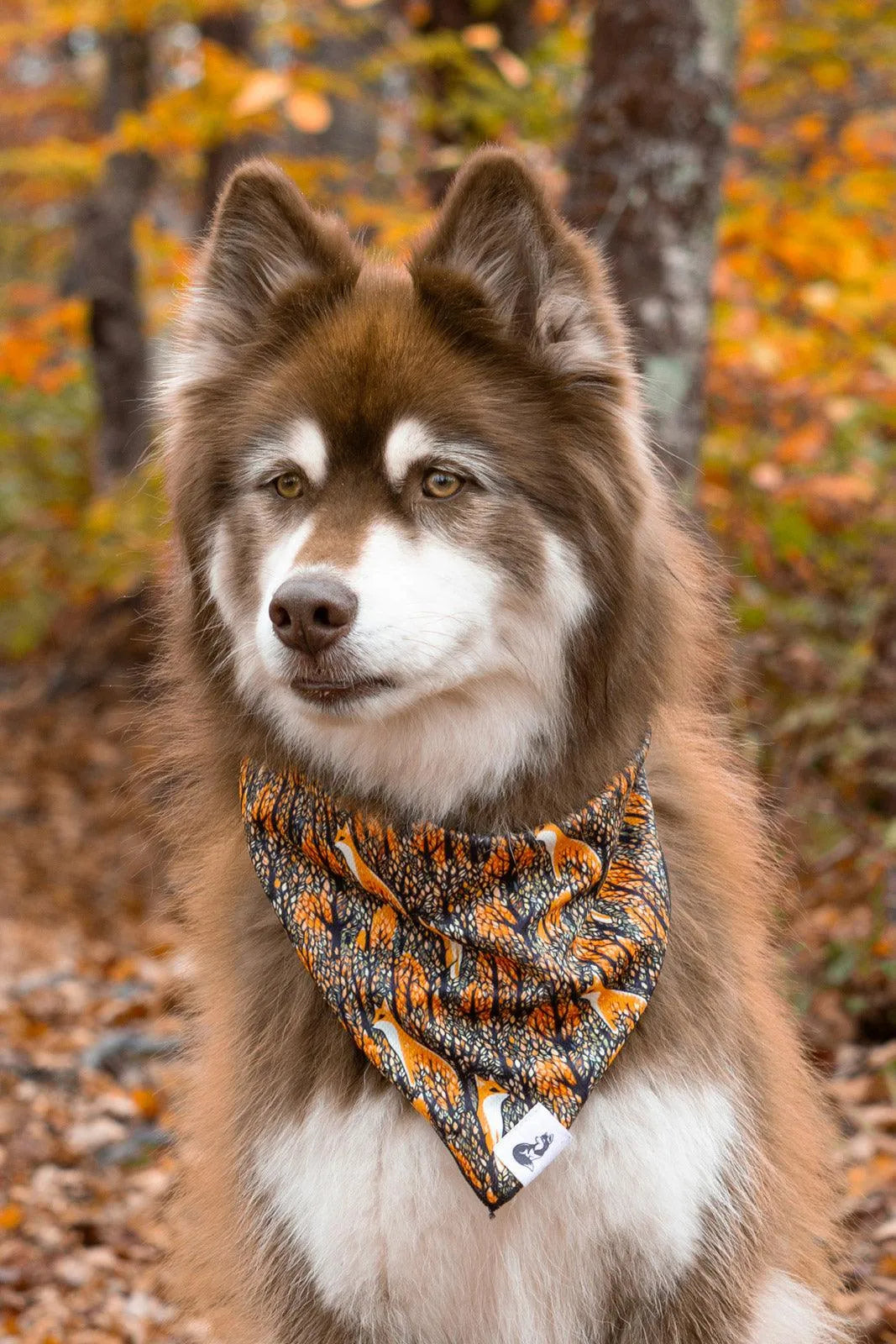 Foxes in Fall Dog Bandana & Matching Keychain-2