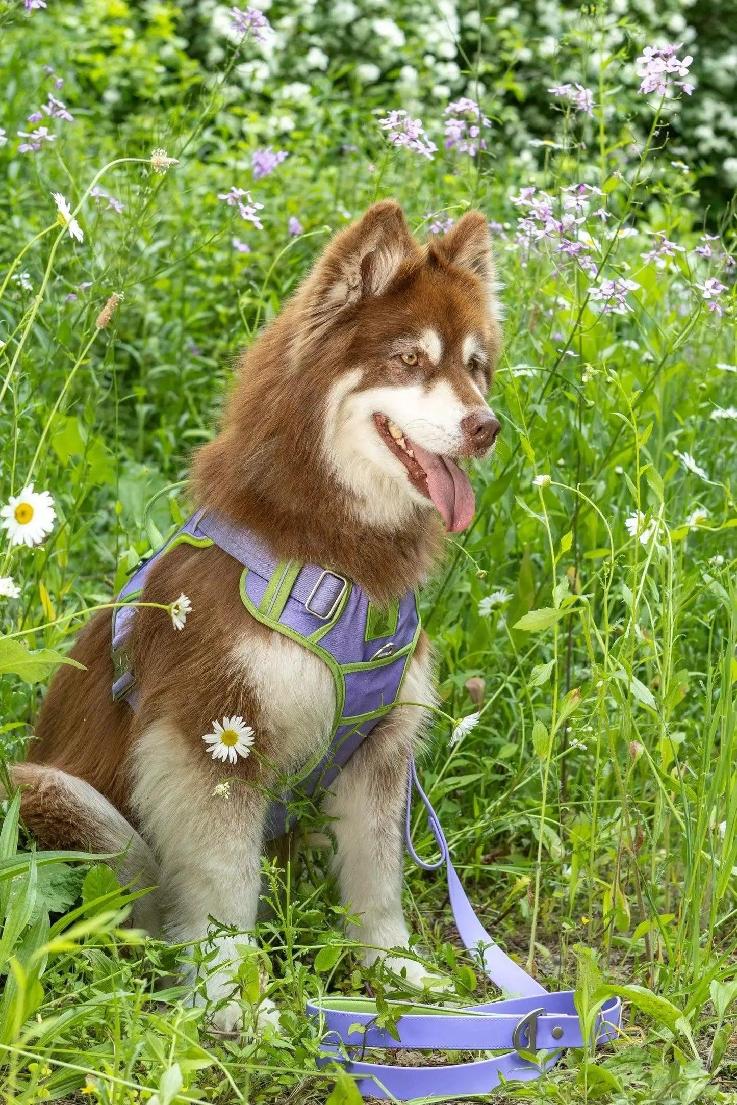 Lavender Garden Ultimate Dog Harness-1