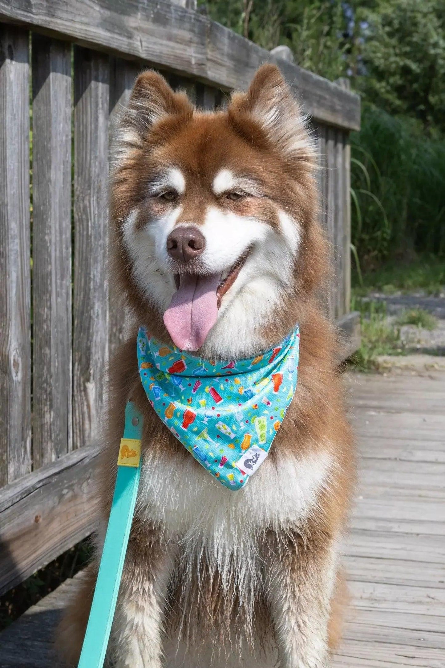 Seaside Sips Dog Bandana-1