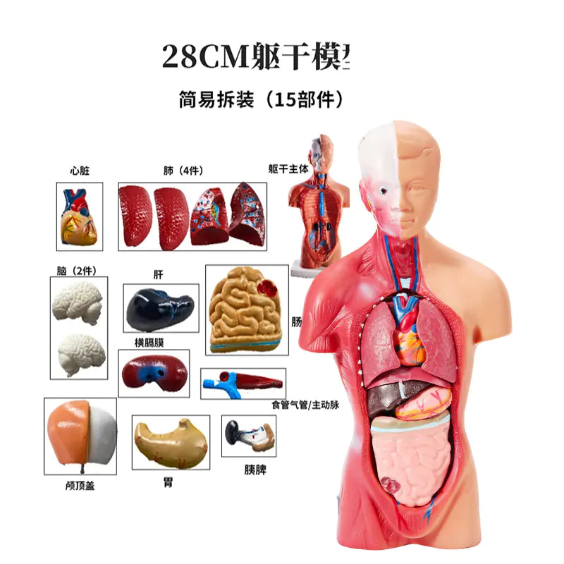 28cm Human Anatomy Model with Removable Organs