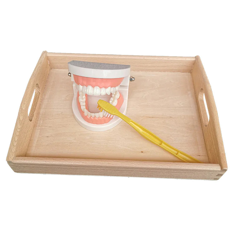 Denture Tooth Model