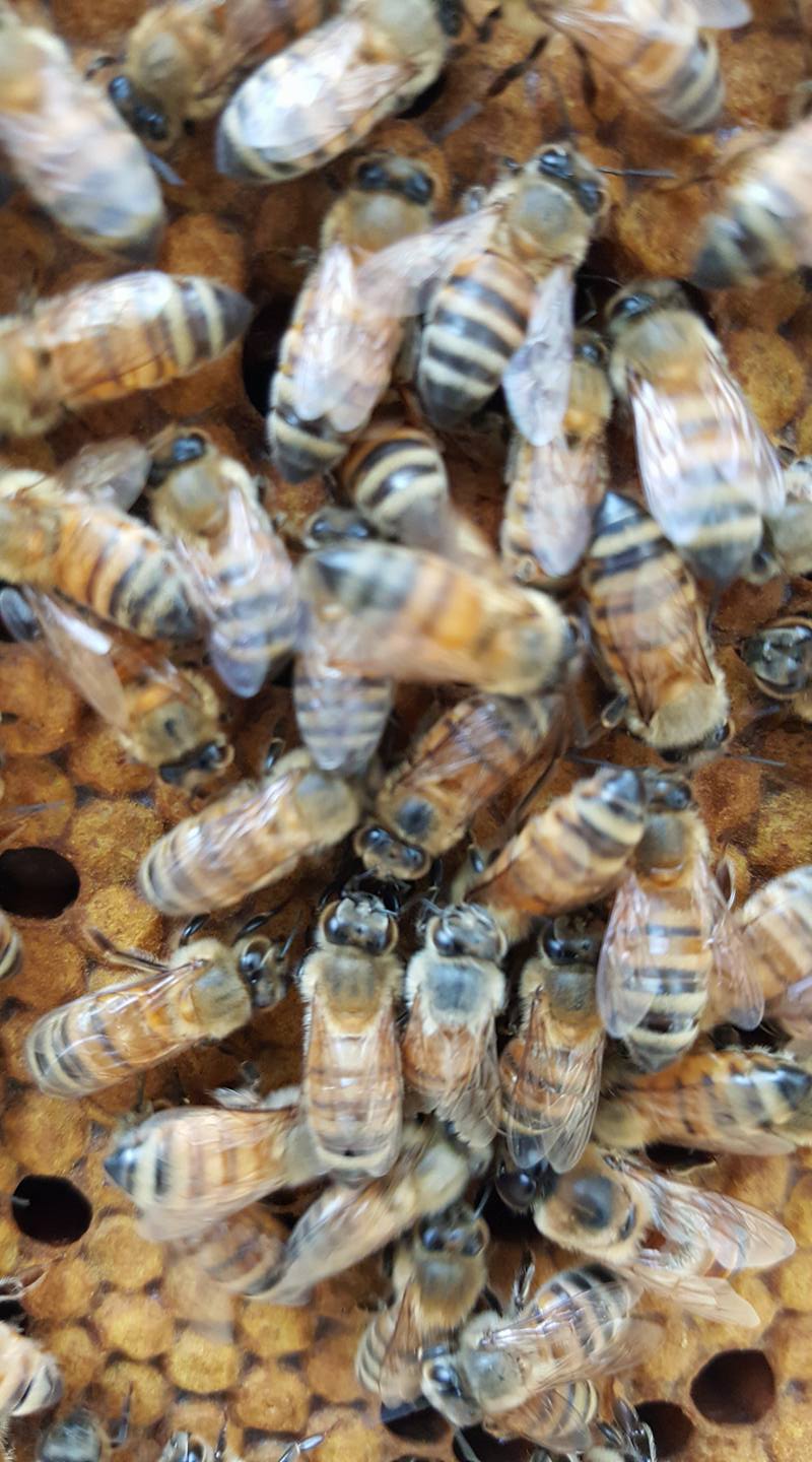 Chocolate Peanut Spreadable Honey-4