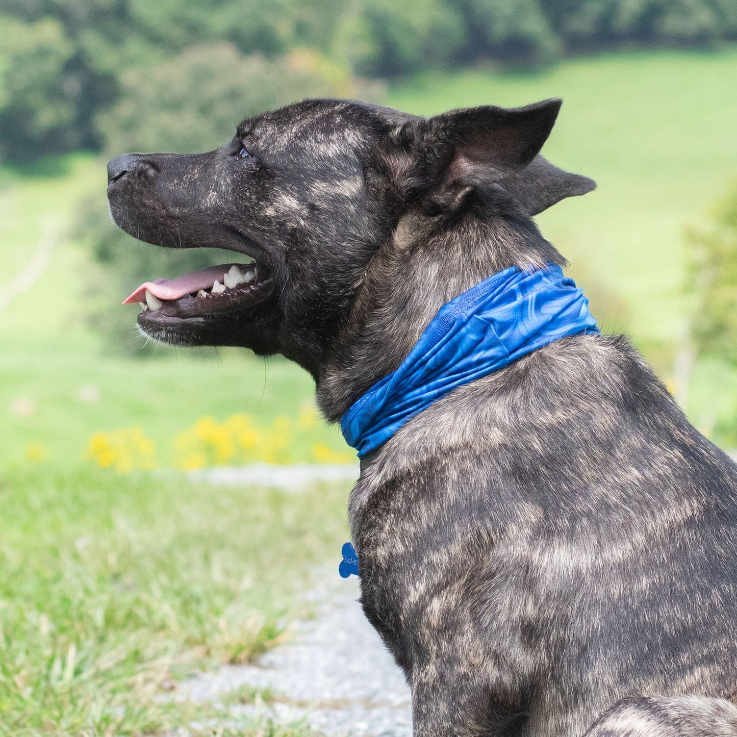 Blue Abstract Pup Scruff-3