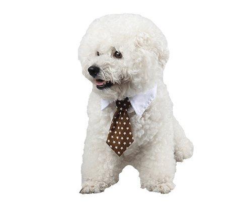 Cartoon Print Pet Bow Tie Set - Wholesale Dog And Baby Tie Collection-3