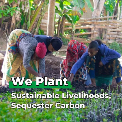 Every Forest Starts From a Single Seed - Plants 100 Trees-3