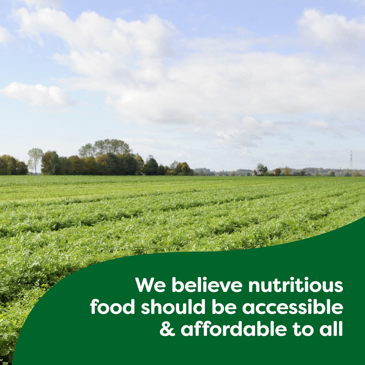 Knorr Pasta Sauce Pesto (12x0.5OZ )-3