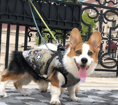 Winter Wonderland Pet Hooded Coat - Stylish And Warm Dog Jacket For Small Breeds-9