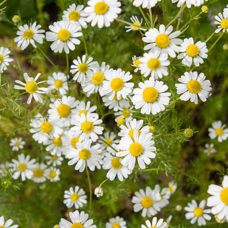 Frontier Herb Whole Chamomile Flower (1x1lb)-4