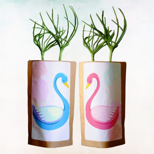 Gift Us a Forest – 200 Trees to Celebrate Our Love – “Swan Love”-0