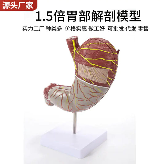 Gastric Anatomy Model for Human Digestive System