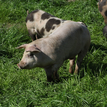 EPIC PK RND SSALT & VNGR ( 12 X 2.5 OZ   )-4