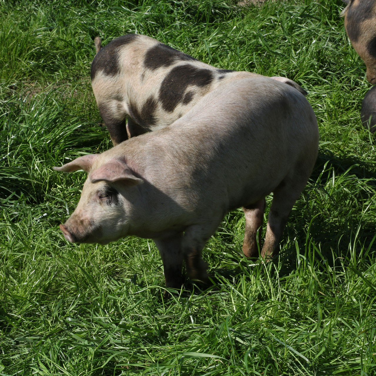 EPIC PORK RINDS TEX BBQ ( 12 X 2.5 OZ   )-5