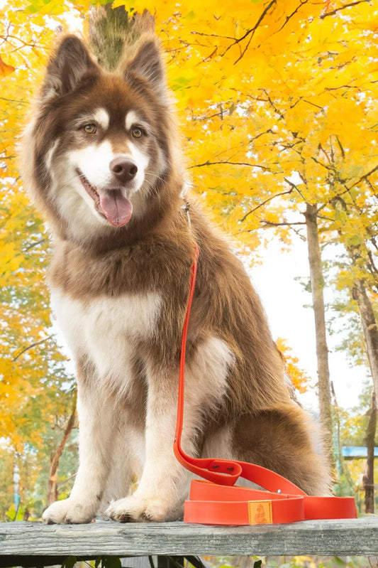Scarlet Peaks Waterproof Leash-0