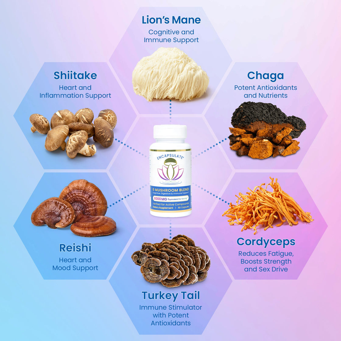 6 Mushroom Blend 8:1-1