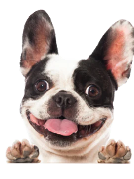 GingerBear Biscuits-1