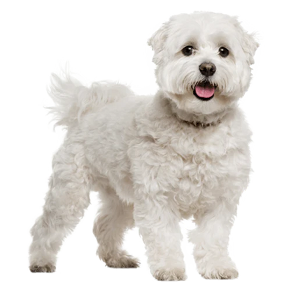 Extra Small Elk Chew (2pk)-2