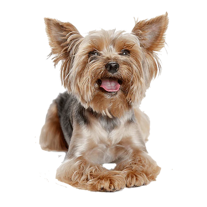 Extra Small Elk Chew (2pk)-1