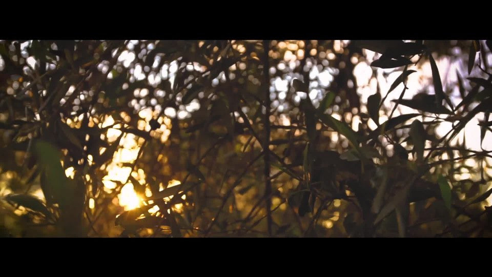 Colavita Balsamic Vinegar (6x17 Oz)-1