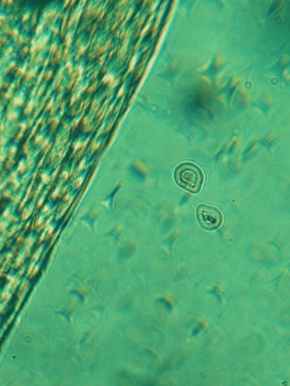 Advanced Micellar Water | Vegan Makeup Remover BYMANYC ® New York-2