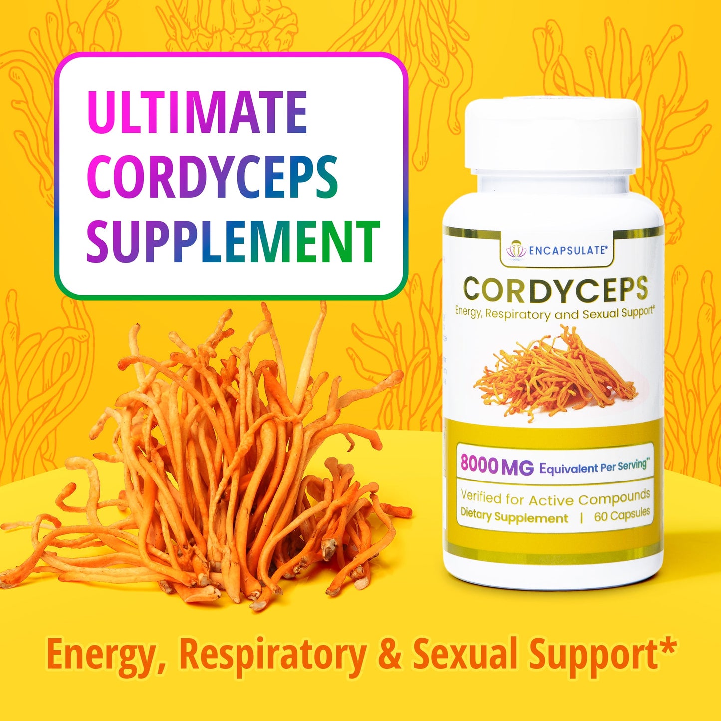 Cordyceps Mushroom 8:1-2