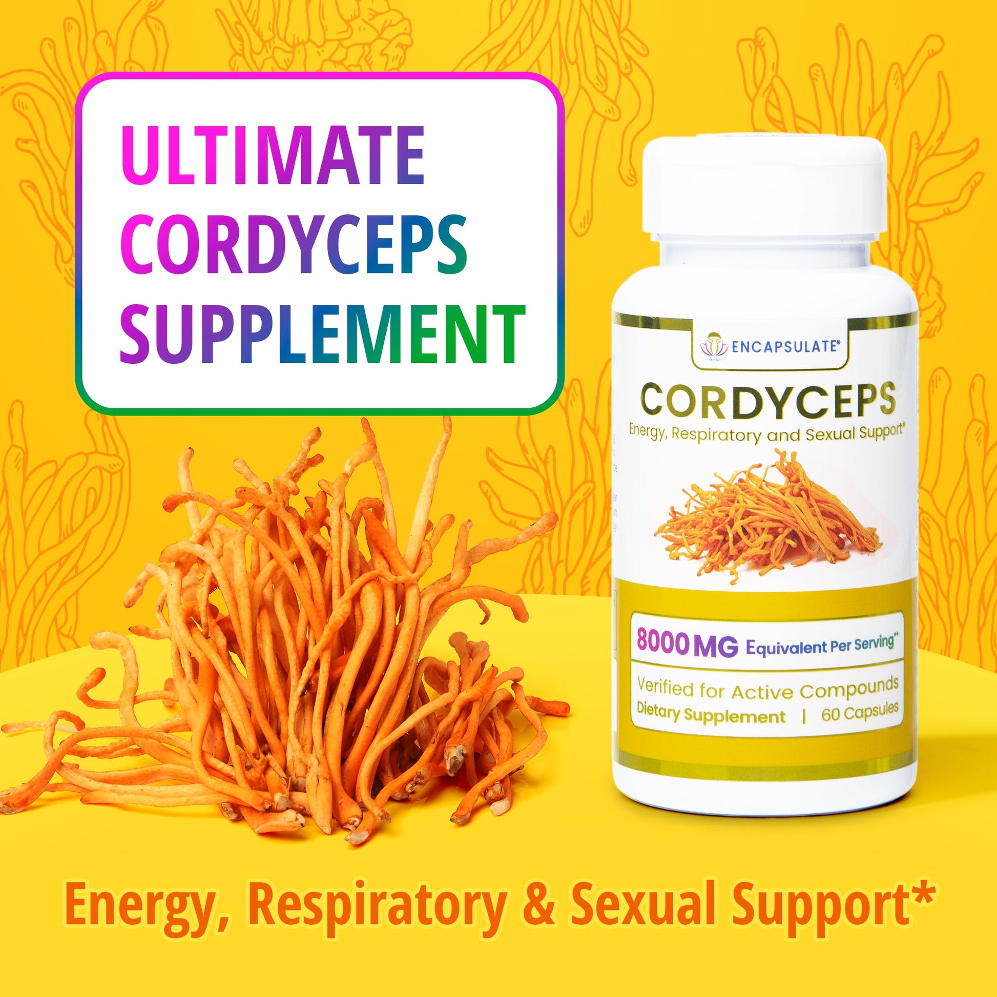 Cordyceps Mushroom 8:1-2