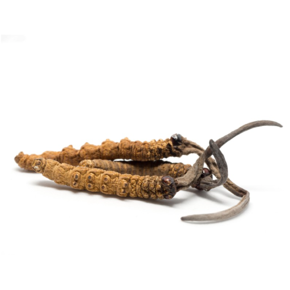 Cordyceps (Energy) Mushroom Tincture 2 oz.-2