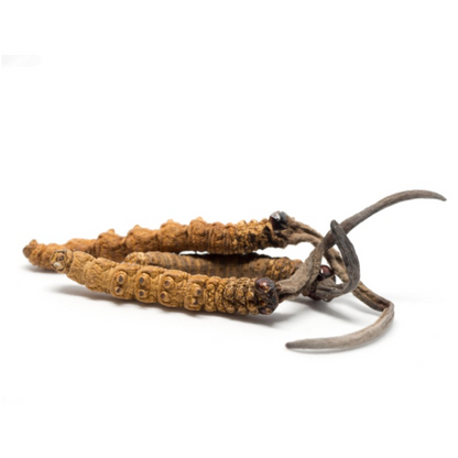 Cordyceps (Energy) Mushroom Tincture 2 oz.-2