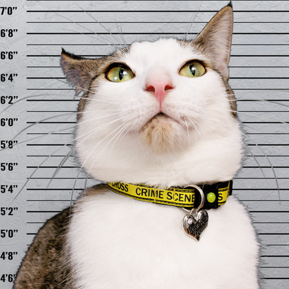 Crime Scene Do Not Cross Breakaway Cat Collar-1
