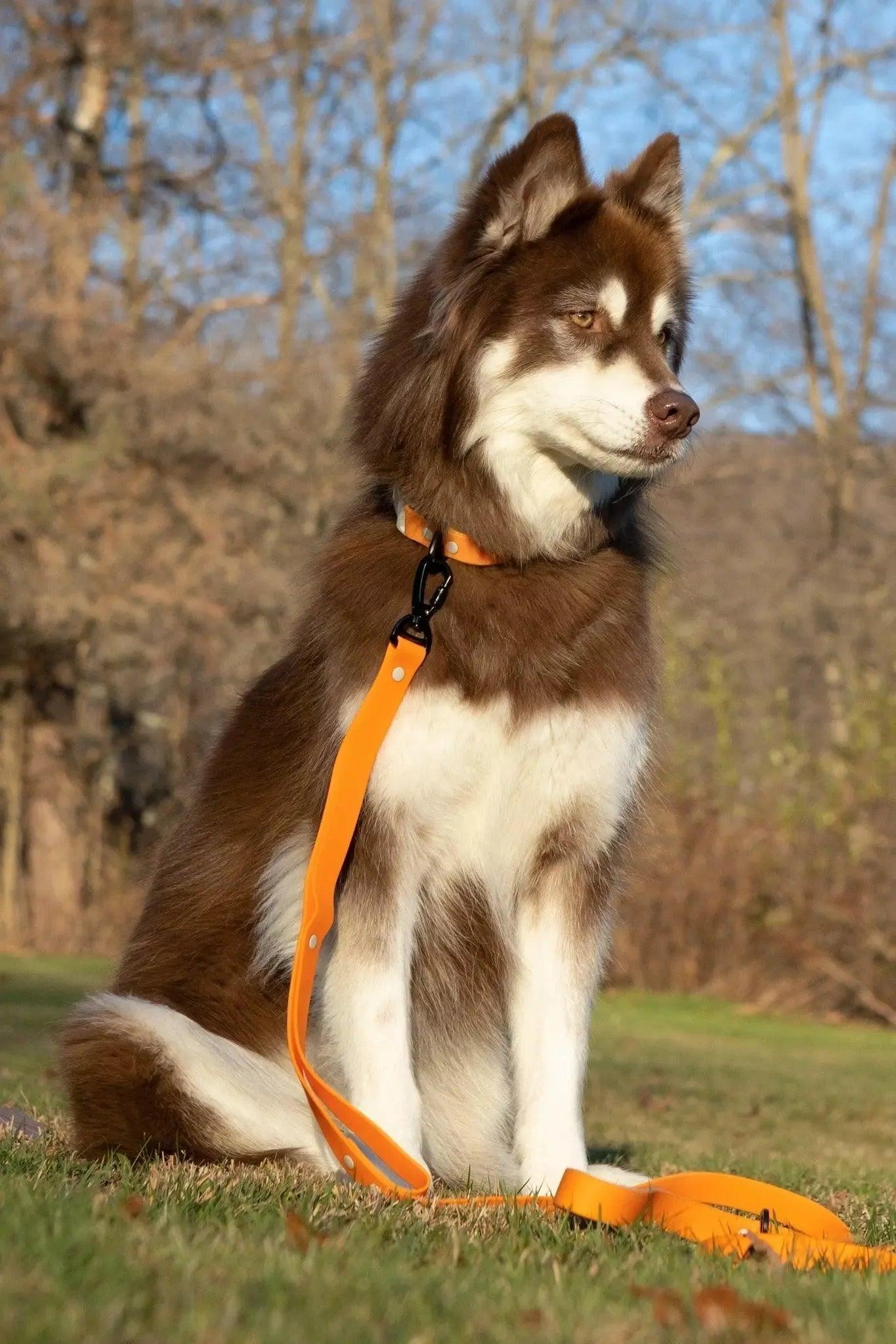 Crimson Glow Waterproof Dog Collar-2