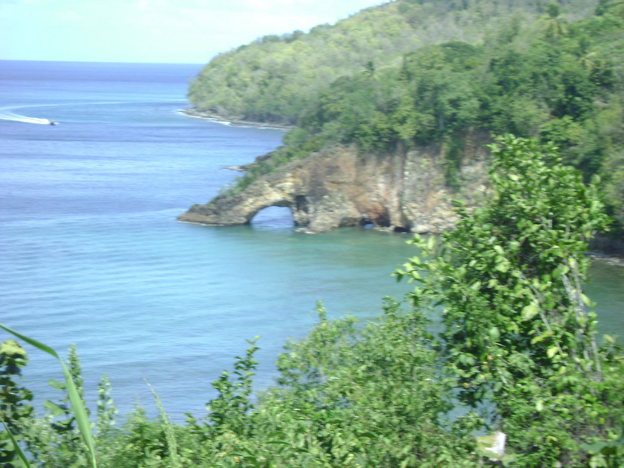 Funny Frog Pen from St Lucia-5