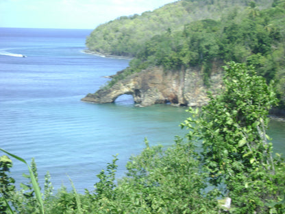 Funny Frog Pen from St Lucia-5