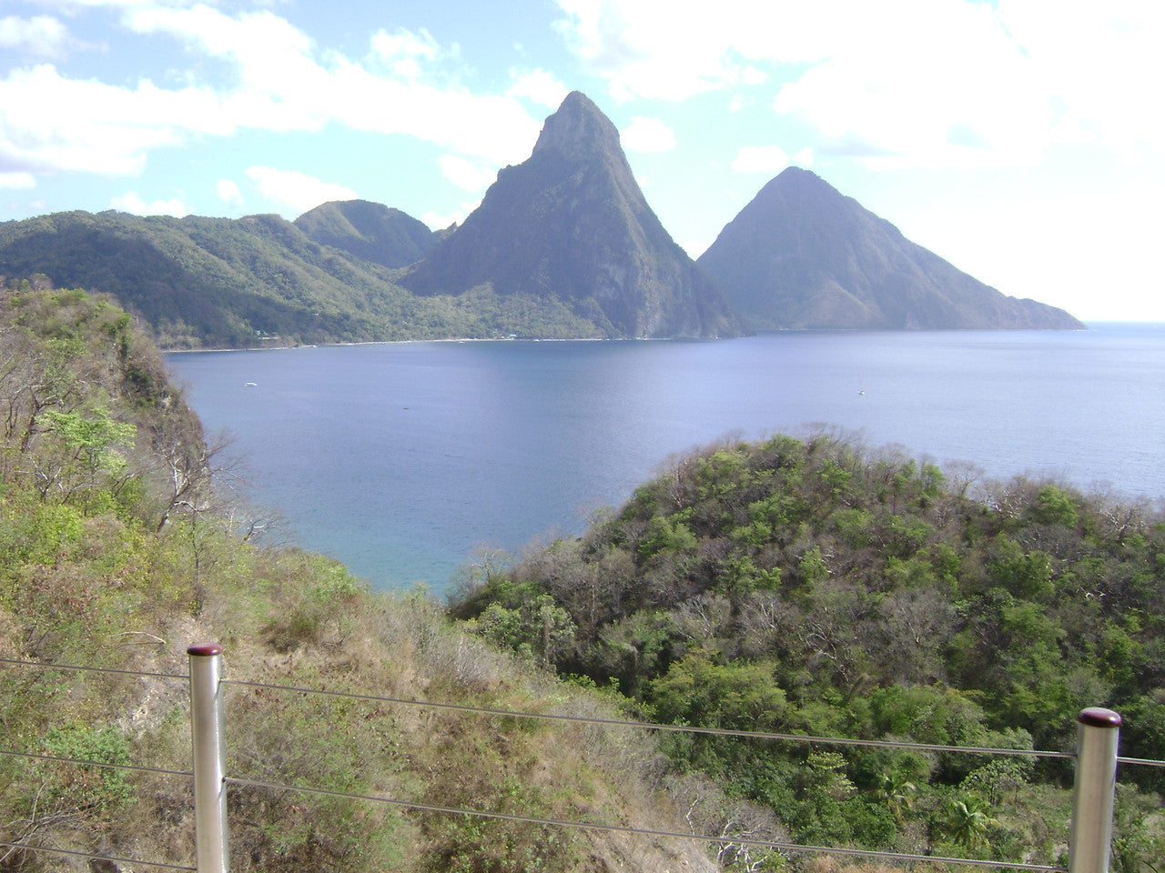 Funny Frog Pen from St Lucia-14