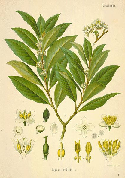 Essential Oil - Bay Laurel-1
