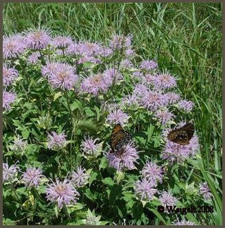 Essential Oil - Bergamot-3