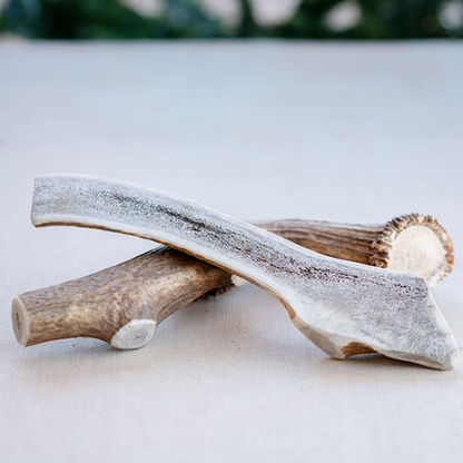 Extra Large Elk Chew-0