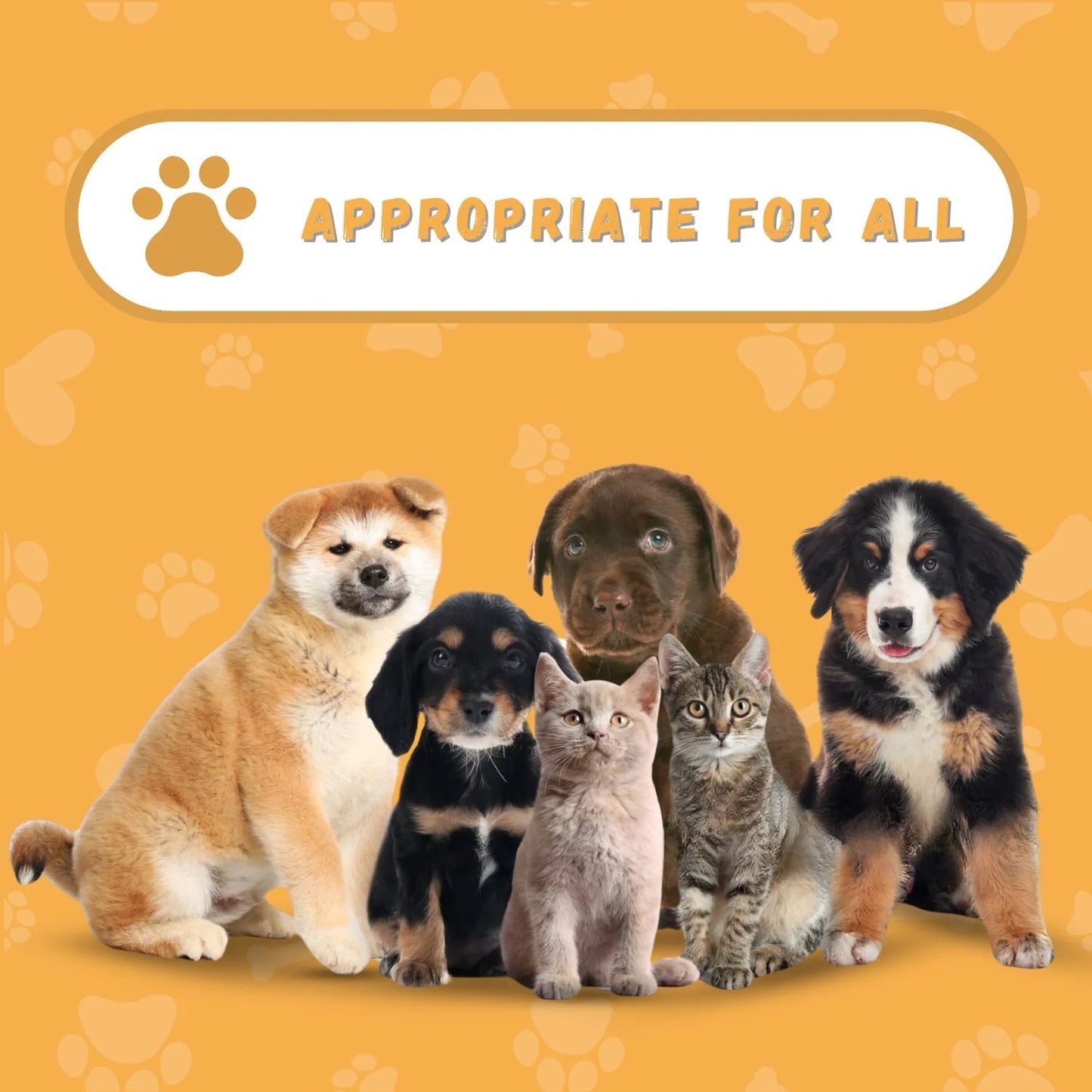 Genie Pet Tag Oval-3