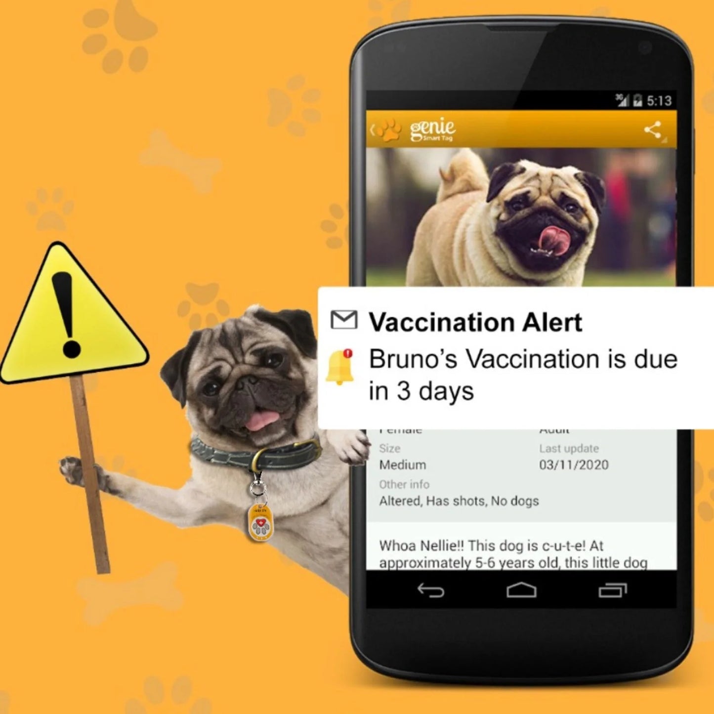 Genie Pet Tag Oval-4