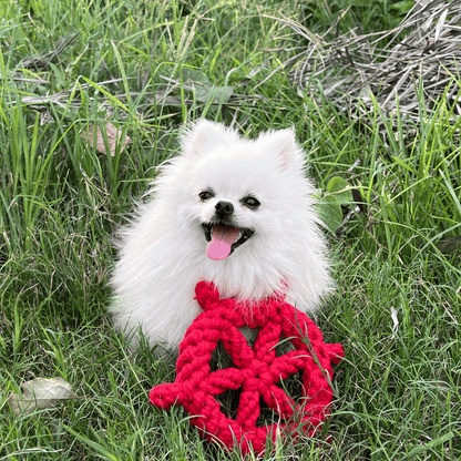 Lucky Red Wheel Dog Toy-2