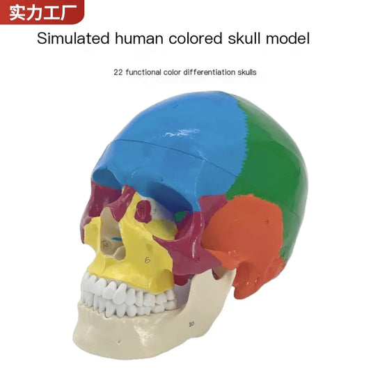 Colored Human Skull Model with 22 Distinct Regions