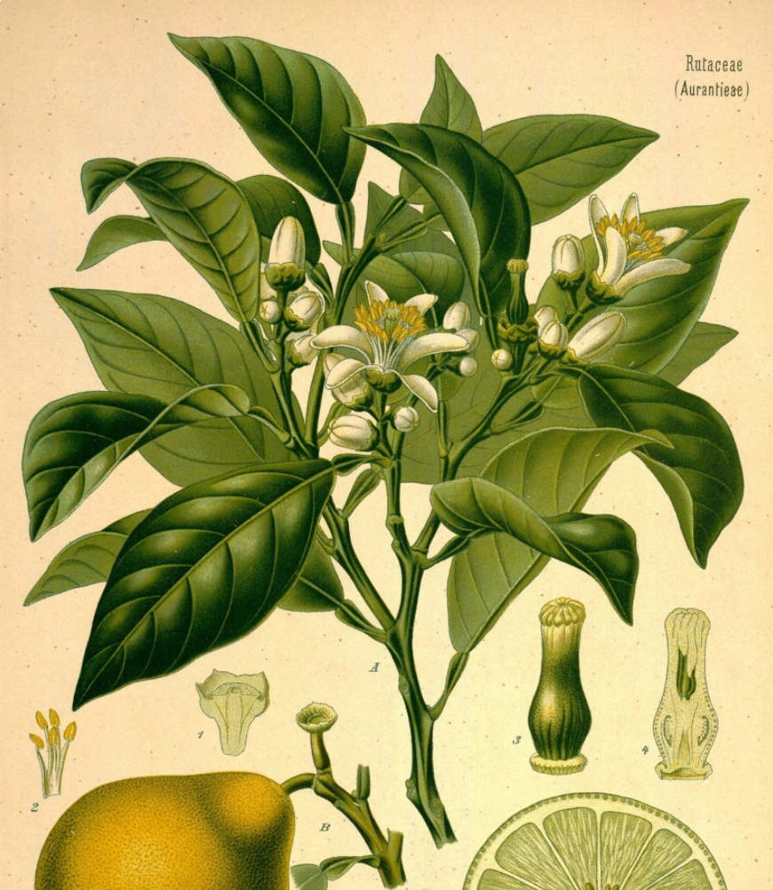 Essential Oil - Bergamot-2