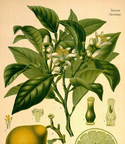 Essential Oil - Bergamot-2