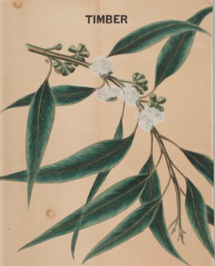 Essential Oil - Eucalyptus-2