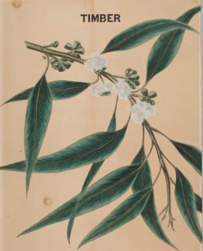 Essential Oil - Eucalyptus-2