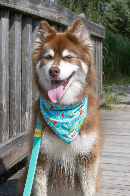 Seaside Sips Dog Bandana-1