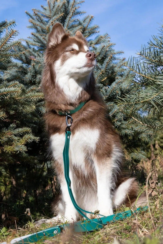 Siberian Spruce Waterproof Dog Leash-0