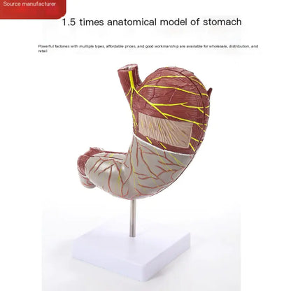 Gastric Anatomy Model for Human Digestive System