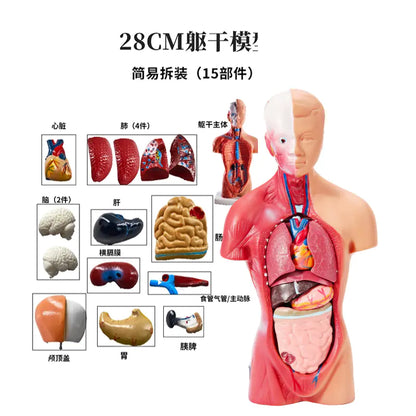 28cm Human Anatomy Model with Removable Organs
