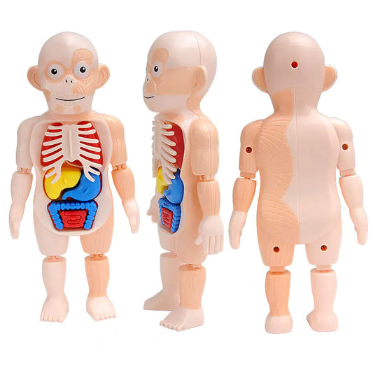 Human Organ Model STEM Assembly Toy